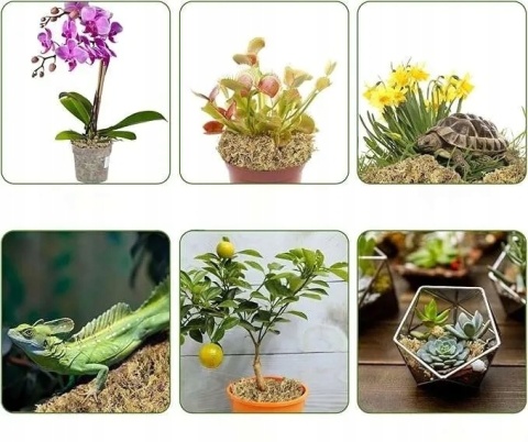 Mech torfowiec Podłoże do roślin storczyków terrariów z lepowymi pułapkami